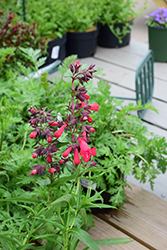 Harlequin Red Beard Tongue (Penstemon 'TNPENHR') at Lakeshore Garden Centres