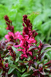 Gaudi Red Gaura (Gaura lindheimeri 'Florgaure') at Lakeshore Garden Centres