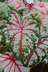 Tapestry Caladium (Caladium 'Tapestry') at Lakeshore Garden Centres