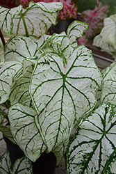 White Christmas Caladium (Caladium 'White Christmas') at Lakeshore Garden Centres