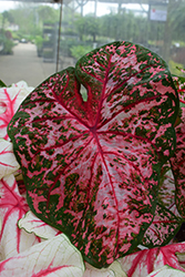 Carolyn Whorton Caladium (Caladium 'Carolyn Whorton') at Lakeshore Garden Centres