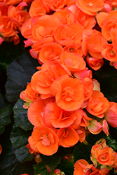 Batik Begonia (Begonia x hiemalis 'Batik') at Lakeshore Garden Centres
