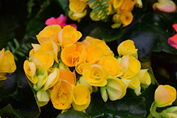 Nadine Begonia (Begonia x hiemalis 'Nadine') at Lakeshore Garden Centres