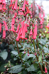 COLORBURST Magenta Cape Fuchsia (Phygelius 'TNPHYCM') at Lakeshore Garden Centres