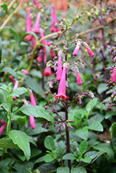 COLORBURST Rose Cape Fuchsia (Phygelius 'TNPHYCRO') at Lakeshore Garden Centres