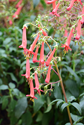 COLORBURST Orange Cape Fuchsia (Phygelius 'TNPHYCO') at Lakeshore Garden Centres