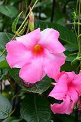 Alice Du Pont Mandevilla (Mandevilla 'Alice Du Pont') at Lakeshore Garden Centres