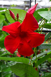 Sun Parasol Giant Red Emperor Mandevilla (Mandevilla 'Sun Parasol Giant Red Emperor') at Lakeshore Garden Centres