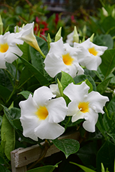 Madinia White Mandevilla (Mandevilla 'Madinia White') at Lakeshore Garden Centres