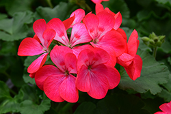 Americana Rose Ice Geranium (Pelargonium 'Americana Rose Ice') at Lakeshore Garden Centres