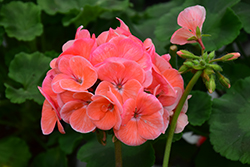Maverick Salmon Geranium (Pelargonium 'Maverick Salmon') at Lakeshore Garden Centres