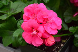Great Balls of Fire Pink Ivy Leaf Geranium (Pelargonium peltatum 'Great Balls of Fire Pink') at Lakeshore Garden Centres