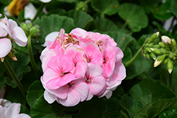 Maverick Appleblossom Geranium (Pelargonium 'Maverick Appleblossom') at Lakeshore Garden Centres
