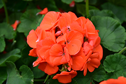 Maverick Orange Geranium (Pelargonium 'Maverick Orange') at Peter Knippel Garden Centre