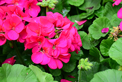 Maverick Violet Geranium (Pelargonium 'Maverick Violet') at Lakeshore Garden Centres