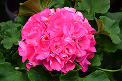 Americana Pink Geranium (Pelargonium 'Americana Pink') at Lakeshore Garden Centres