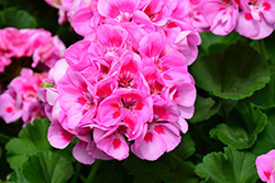 Americana Light Pink Splash Geranium (Pelargonium 'Americana Light Pink Splash') at Lakeshore Garden Centres