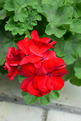 Calliope Large Dark Red Geranium (Pelargonium 'Calliope Large Dark Red') at A Very Successful Garden Center