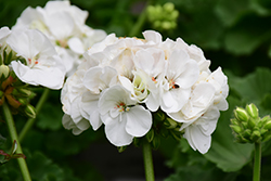 Americana White Geranium (Pelargonium 'Americana White') at Lakeshore Garden Centres