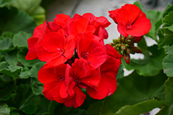 Americana Dark Red Geranium (Pelargonium 'Americana Dark Red') at Lakeshore Garden Centres