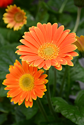 Garvinea Sweet Caroline Gerbera Daisy (Gerbera 'Garvinea Sweet Caroline') at Lakeshore Garden Centres