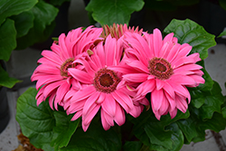 Floriline Midi Lavender Dark Eye Gerbera Daisy (Gerbera 'Midi Lavender Dark Eye') at Lakeshore Garden Centres