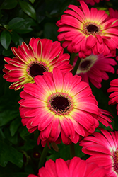 Floriline Midi Eyecatcher Dark Purple Dark Eye Gerbera Daisy (Gerbera 'Midi Eyecatcher Dark Purple Dark Eye') at Lakeshore Garden Centres