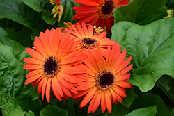 Floriline Midi Orange Dark Eye Gerbera Daisy (Gerbera 'Midi Orange Dark Eye') at Lakeshore Garden Centres