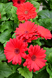 Floriline Midi Red Gerbera Daisy (Gerbera 'Midi Red') at Lakeshore Garden Centres