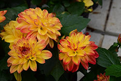 Hypnotica Tequila Sunrise Dahlia (Dahlia 'Hypnotica Tequila Sunrise') at Lakeshore Garden Centres