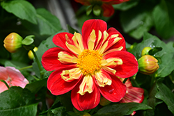 Starsister Scarlet and Yellow Dahlia (Dahlia 'Starsister Scarlet and Yellow') at Lakeshore Garden Centres