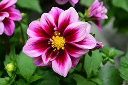 Dahlinova Florida Dahlia (Dahlia 'Florida') at Lakeshore Garden Centres