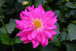 XXL Aztec Chiapas Dahlia (Dahlia 'XXL Chiapas') at Lakeshore Garden Centres