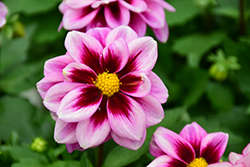 Dahlinova Florida Dahlia (Dahlia 'Florida') at Lakeshore Garden Centres