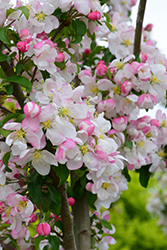 Marilee Flowering Crab (Malus 'Jarmin') at Lakeshore Garden Centres