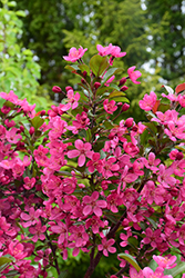 Purple Prince Flowering Crab (Malus 'Purple Prince') at Lakeshore Garden Centres