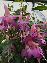 Fairy Lights Fuchsia (Fuchsia 'Fairy Lights') at Lakeshore Garden Centres