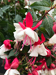 Angel Earrings Double Red Fuchsia (Fuchsia 'Angel Earrings Double Red') at Lakeshore Garden Centres