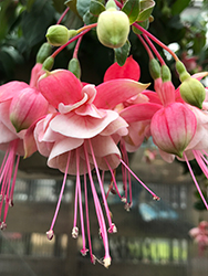 Sonata Fuchsia (Fuchsia 'Sonata') at Lakeshore Garden Centres