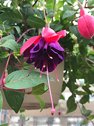 Dark Eyes Fuchsia (Fuchsia 'Dark Eyes') at Lakeshore Garden Centres