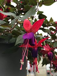 Lady in Black Fuchsia (Fuchsia 'Lady in Black') at Lakeshore Garden Centres