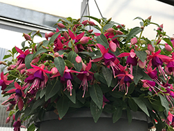 Angel Earrings Cascading Fuchsia (Fuchsia 'Sanihanf') at Lakeshore Garden Centres