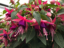 Angel Earrings Cascading Fuchsia (Fuchsia 'Sanihanf') at Lakeshore Garden Centres