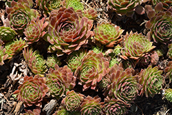Rocknoll Rosette Hens And Chicks (Sempervivum 'Rocknoll Rosette') at Lakeshore Garden Centres