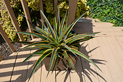 Kaleidoscope Mangave (Mangave 'Kaleidoscope') at Lakeshore Garden Centres