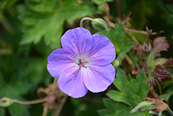 Rozanne Cranesbill (Geranium 'Rozanne') at Peter Knippel Garden Centre