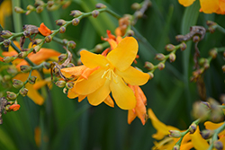 Walberton Yellow Crocosmia (Crocosmia 'Walcroy') at Lakeshore Garden Centres