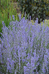 Blue Jean Baby Russian Sage (Perovskia atriplicifolia 'Blue Jean Baby') at Golden Acre Home & Garden