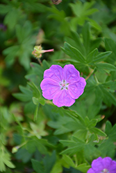 New Hampshire Purple Cranesbill (Geranium sanguineum 'New Hampshire Purple') at Peter Knippel Garden Centre