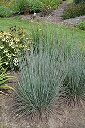 Prairie Winds Blue Paradise Little Bluestem (Schizachyrium scoparium 'Blue Paradise') at Lakeshore Garden Centres